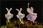 DSC_1029_nEO_IMG Utricularia sandersonii White & Blue