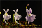 DSC_1030_nEO_IMG Utricularia sandersonii White & Blue