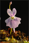 DSC_1031_nEO_IMG Utricularia sandersonii  Blue