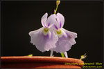 DSC_2088_nEO_IMG Utricularia sandersonii Blue