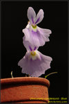 DSC_2089_nEO_IMG Utricularia sandersonii Blue