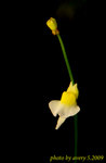 DSC_8197a