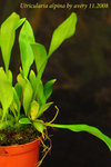Utricularia alpina 1
