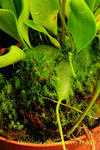 Utricularia alpina 2
