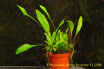 Utricularia alpina 4