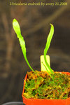 Utricularia endresii