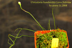 Utricularia humboldtii Cerro Nebrina