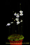 Utricularia livida 1