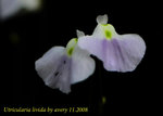 Utricularia livida 2