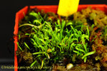 Utricularia microcalyx