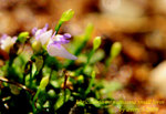 Utricularia minutissima small form 1