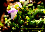 Utricularia minutissima small form 2
