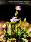 Utricularia minutissima small form 3