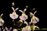 Utricularia sandersonii 1