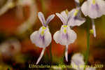 Utricularia sandersonii 2