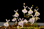 Utricularia sandersonii 3