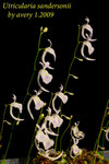 Utricularia sandersonii 4