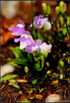 nEO_IMG_DSC_7779crop