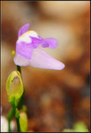 nEO_IMG_DSC_7781crop