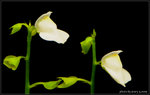nEO_IMG_DSC_7784crop