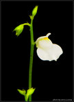 nEO_IMG_DSC_7785crop
