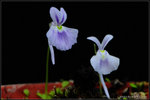 nEO_IMG_DSC_8075