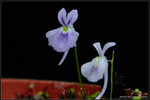 nEO_IMG_DSC_8076