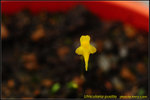 DSC_2031_nEO_IMG Utricularia pusilla