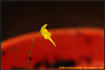DSC_2034_nEO_IMG Utricularia pusilla