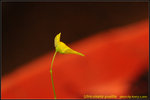 DSC_2036_nEO_IMG Utricularia pusilla