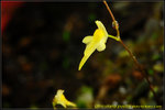 DSC_2418_nEO_IMG Utricularia pusilla