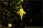 DSC_2420_nEO_IMG Utricularia pusilla