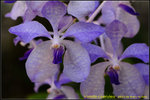 DSC_0237_nEO_IMG Vanda coerulea