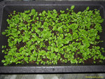 DSCN1310_nEO_IMG