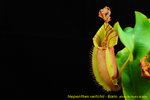 DSC_3746_nEO_IMG