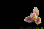 DSC_3748_nEO_IMG