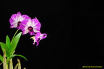 DSC_3781_nEO_IMG