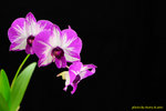 DSC_3788_nEO_IMG