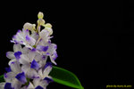 DSC_3800_nEO_IMG