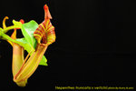 DSC_4242_nEO_IMG Nepenthes truncata x veitchii