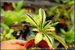 nEO_IMG_DSC_8610 alata = variegation