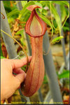 DSC_3545_nEO_IMG Nepenthes alata x truncata