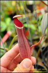 DSC_3101_nEO_IMG Nepenthes albomarginata var. rubra