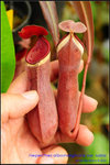 DSC_3841_nEO_IMG Nepenthes albomarginata var. rubra