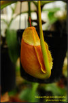 DSC_4444_nEO_IMG Nepenthes bicalcarata