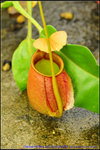 nEO_IMG_DSC_8799N. bicalcarata