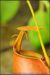 nEO_IMG_DSC_8800N. bicalcarata