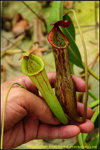DSC_2872_nEO_IMG Nepenthes boschiana