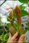 DSC_3107_nEO_IMG Nepenthes boschiana