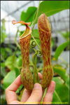 DSC_3108_nEO_IMG Nepenthes boschiana